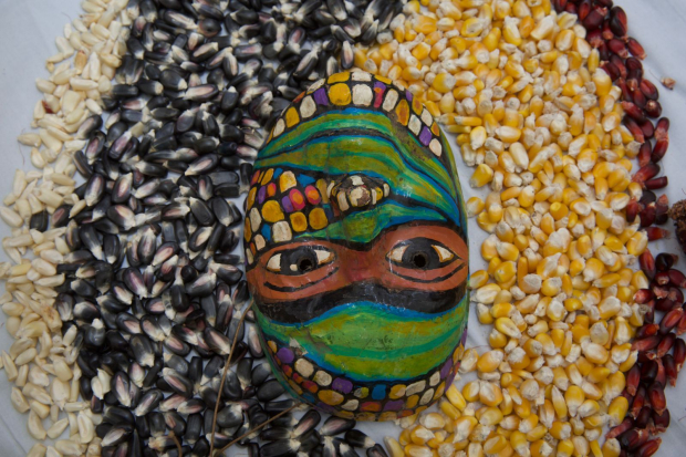 El 70 por ciento de la alimentación de la población mundial descansa en tres granos: arroz, maíz y trigo