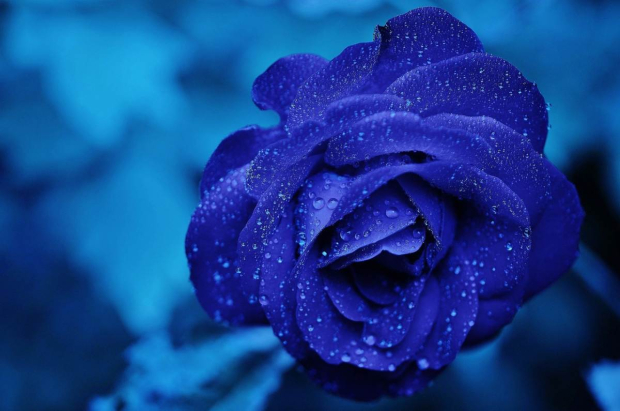 Se puede regalar una rosa azul este 3 de octubre, Día del Novio