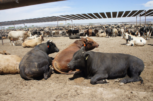 Cerca de 109 millones de hectáreas del territorio nacional son empleadas para la producción de ganado,