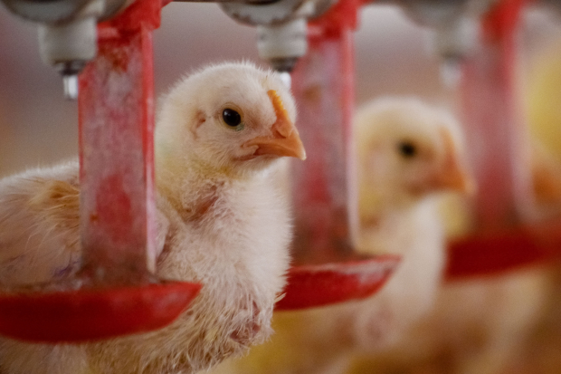 La industria avícola mantendrá este año una producción al alza, como lo ha reportado desde hace 10 años.