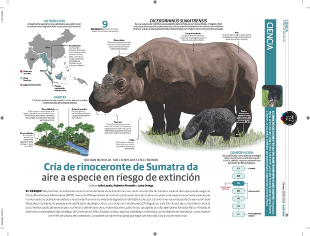 Cría de rinoceronte de Sumatra da aire a especie en riesgo de extinción