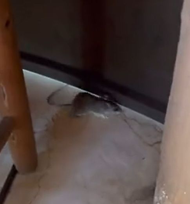 Diego Alfaro encuentra ratón en su habitación.