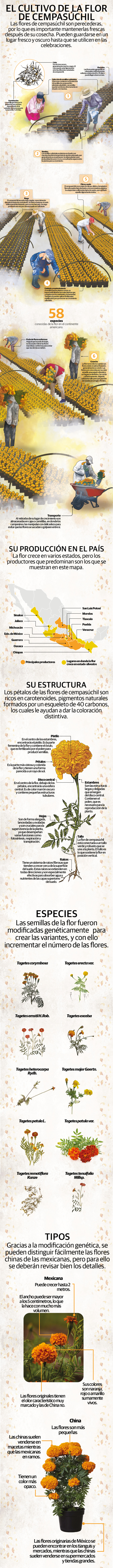 Cempasúchil, flor prehispánica para el Día de Muertos que amarra auge