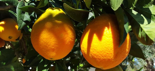 La naranja es una fuente natural de vitamina C.