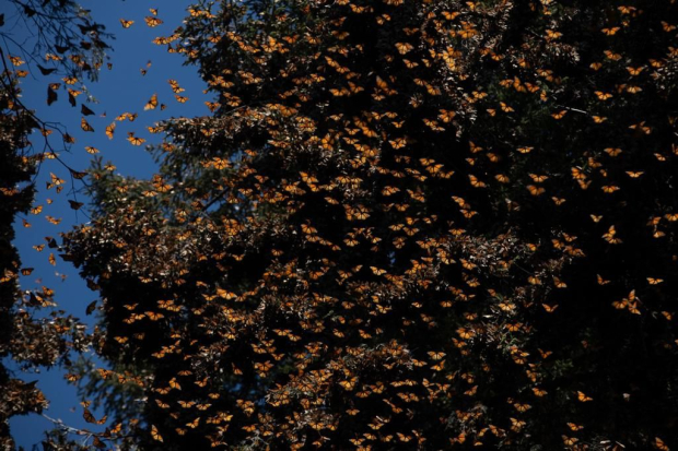 Mariposas Monarca, migrantes de Canadá a Michoacán, encuentran hogar en la reserva de 56 mil hectáreas.