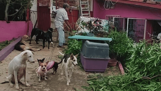 Activistas dicen que los perros han sido olvidados tras impacto del huracán Otis.