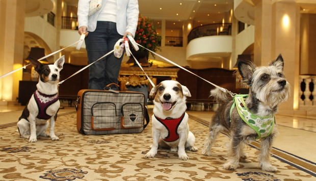 Perritos contagiados con esta rara enfermedad canina visitaron antes guarderías y hoteles para perros.