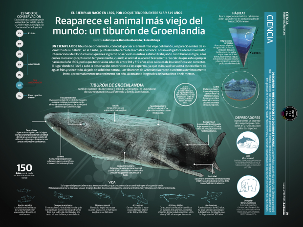 Reaparece el animal más viejo del mundo: un tiburón de Groenlandia