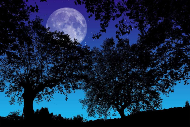 El nombre de la Luna del Castor es un guiño a la aparición de esta Luna llena cuando el animal se retira a su albergue en anticipación del invierno.