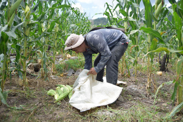 La falta de lluvias registrada en diversas zonas del país, afectará la producción de diversos plantíos, como el maíz en estados del sureste.