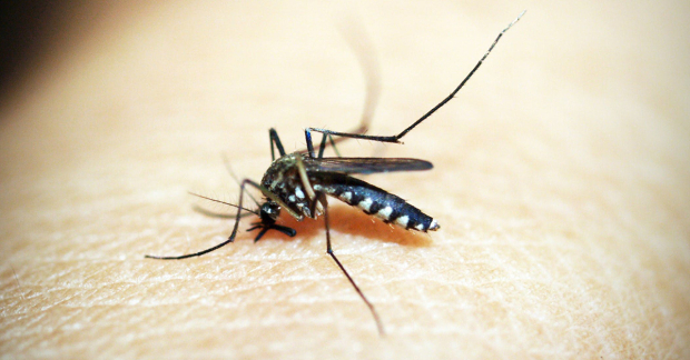 Mosquito del dengue