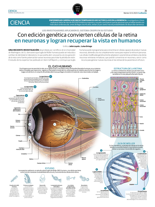 Células de la retina
