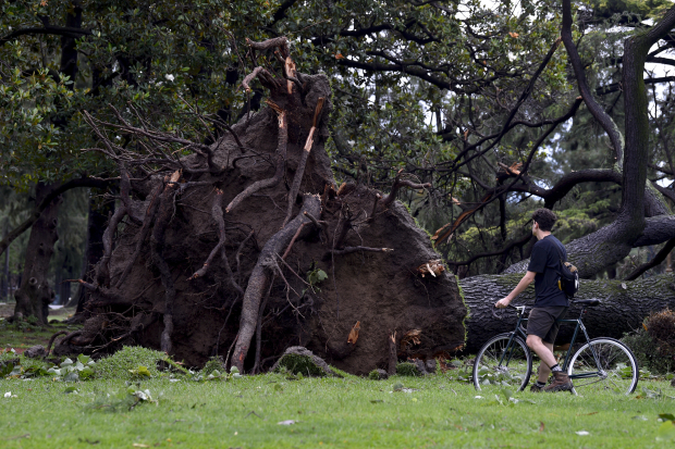 Un ciclista observa a unos metros un árbol derrumbado tras las fuertes tormentas del fin de semana.