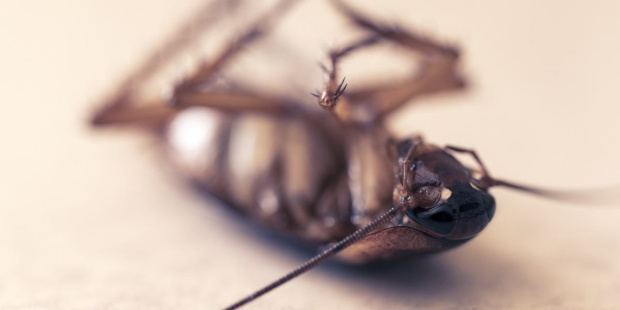 Las cucarachas han sido consideradas plagas o símbolos de suciedad y enfermedades.