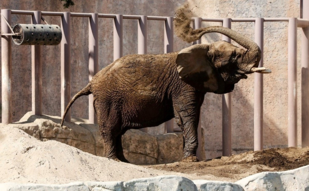 Ely, la elefanta a la que quieren rescatar en México.