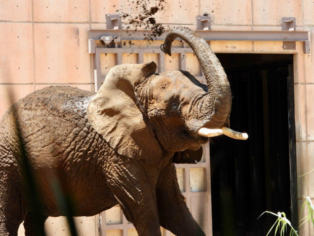Ey es considerada la elefanta más triste del mundo.