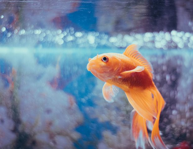 Ver nadar a los peces brinda una sensación de calma y contribuye a reducir el estrés.