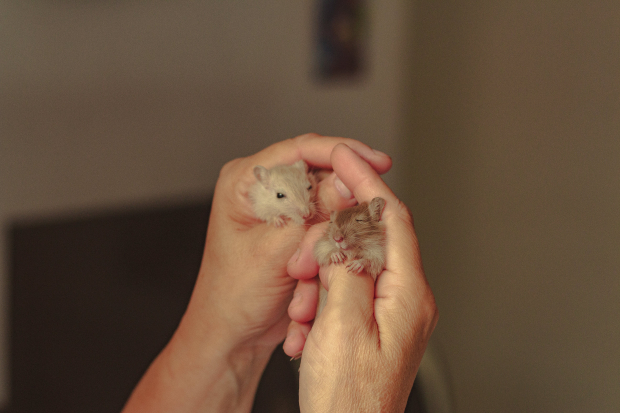 La interacción con roedores resulta benéfica para infancias con trastornos.