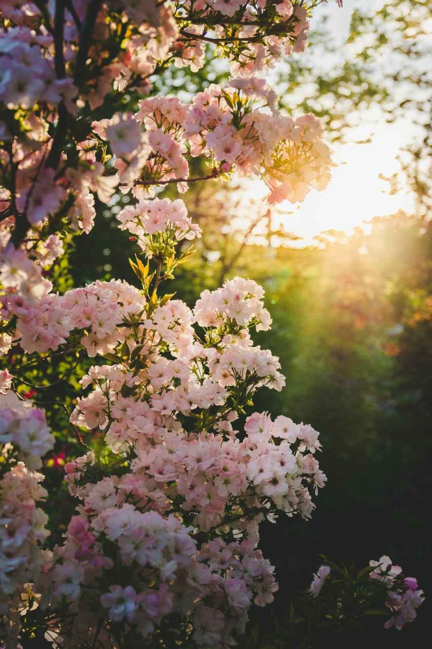 En Primavera, las flores vuelven a tener su bello resplandor.