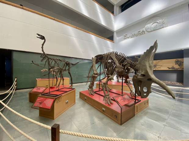 Hay réplicas de esqueletos, entre ellas el del Coahuilaceraptors.