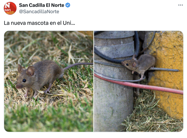 Las imágenes de la rata a las afueras del estadio de los Tigres.