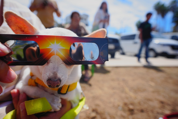 Hasta las mascotas portaron sus lentes especiales del eclipse en esta metrópoli sinaloense.