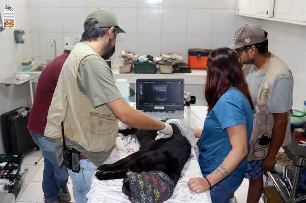 Veterinarios del Zoológico de Morelia, al brindar atención a la jaguar intoxicada por agua contaminada.