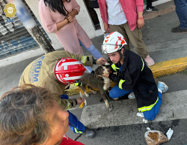 Equipos de emergencia trabajan en el lugar de la explosión, en Tlalpan, ayer, para rescatar a personas y animales de entre los escombros.