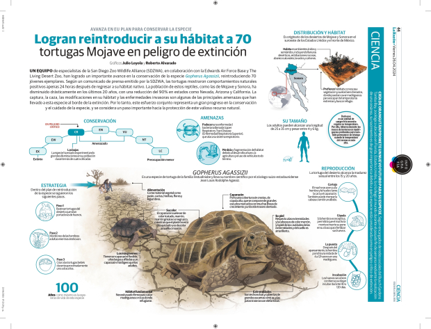Logran reintroducir a su hábitat a 70 tortugas Mojave en peligro de extinción
