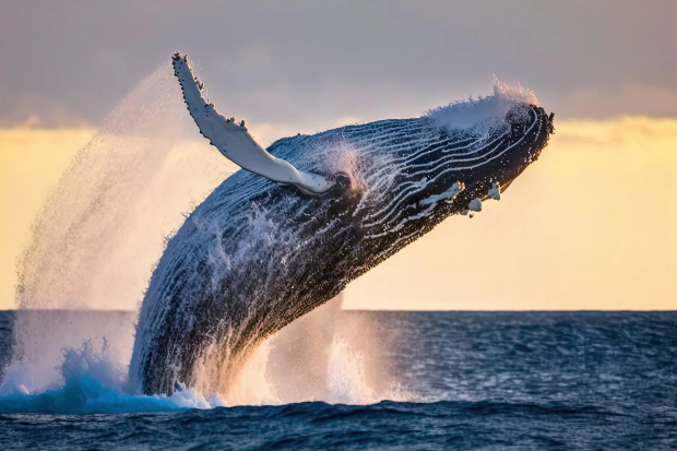 Una ballena saltando sobre el agua
