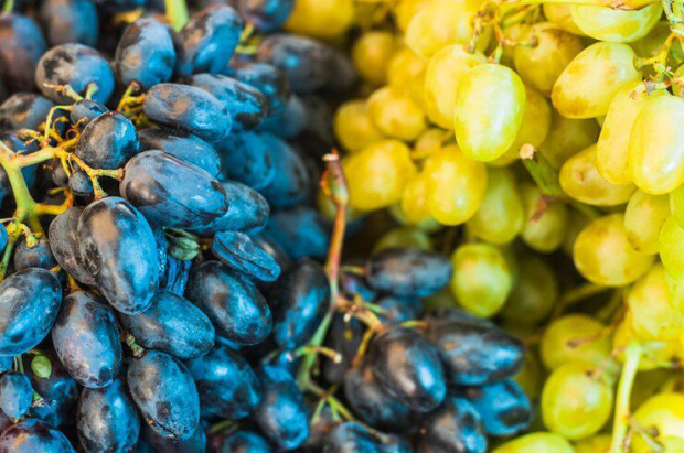 Uvas oscuras y verdes que sirven para el vino.