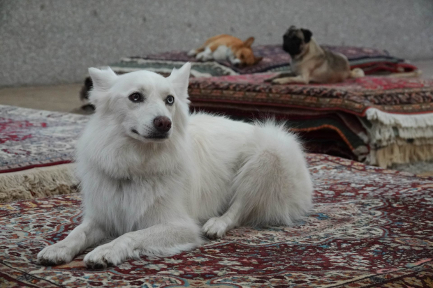 Este jueves la PAOT pudo valorar a los cinco perros que se usaron en el performance de Nina Beier.