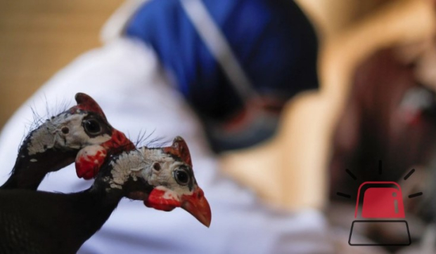 La gripe aviar habría provocado la primera muerte en México., según la OMS.