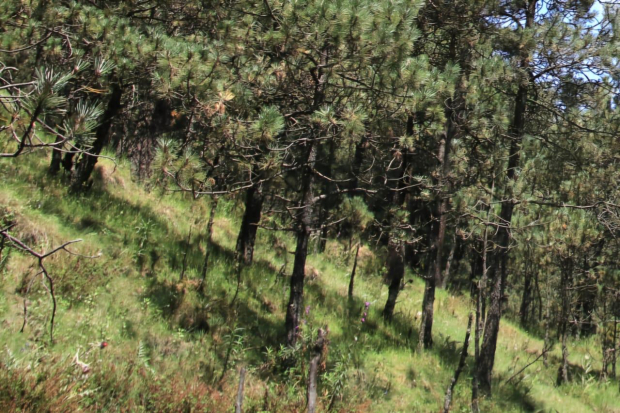 Tlalpan defiende sus árboles adultos, fundamentales para el ecosistema local.