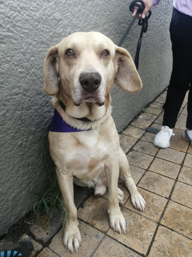 Celebran en Cuajimalpa 'Día Mundial del Perro' con inauguración de Clínica Veterinaria y Crematorio.