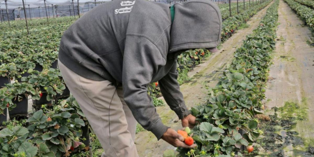 En el primer trimestre del año, Michoacán se colocó como líder en el envío de productos agrícolas al extranjero, principalmente a Estados Unidos.
