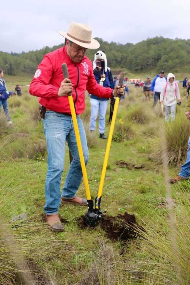 El gobernador Cuitláhuac García se sumó a las actividades de reforestación.