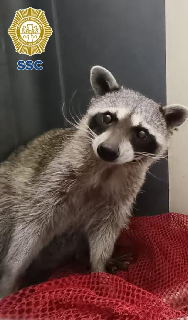 Así luce el tierno mapache rescatado en Iztapalapa.