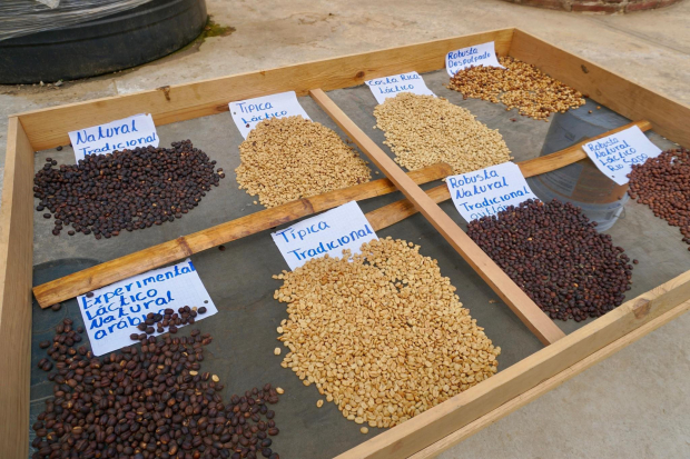 Los cafeteros producen grano de especialidad.