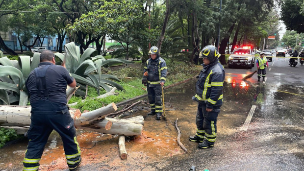 Árboles caídos en la CDMX