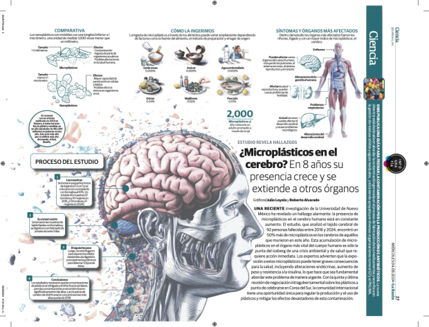 ¿Microplásticos en el cerebro?