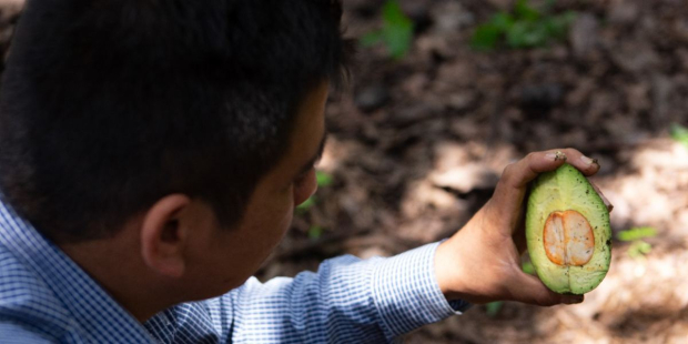 El personal de APHIS continuará supervisando los huertos para constatar su condición fitosanitaria.