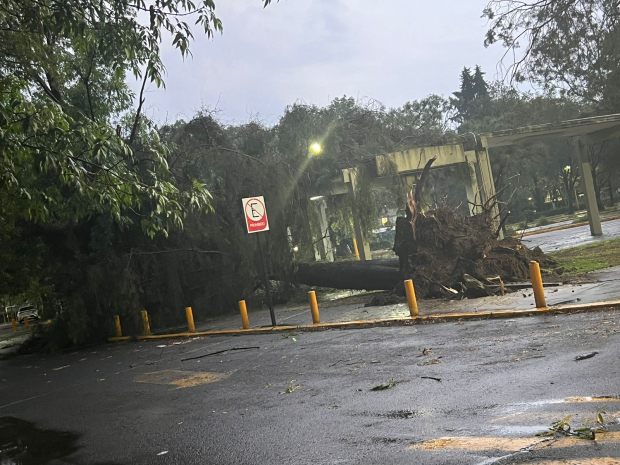 Lluvias en Naucalpan provocan caída de árboles.