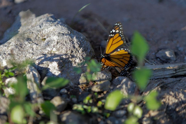 Mariposa monarca llegará en noviembre a Michoacán