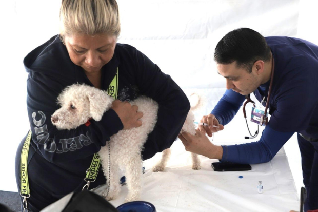 Perritos recibieron vacunas  antirrábicas en el Huellatón 2024.