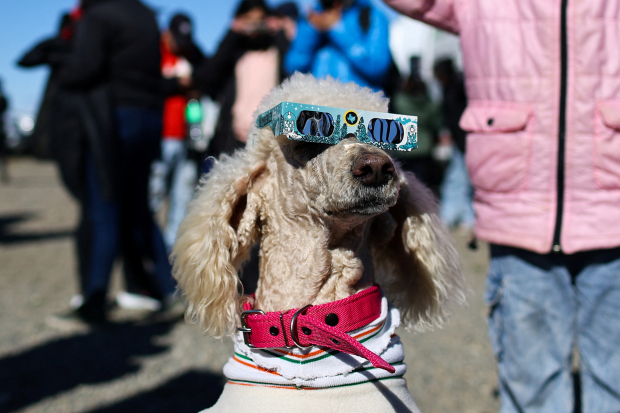 Un canino disfruta del eclipse solar con lentes de protección, en Las Horquetas, Argentina