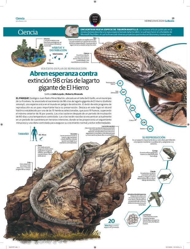 Abren esperanza contra extinción 98 crías de lagarto gigante de El Hierro