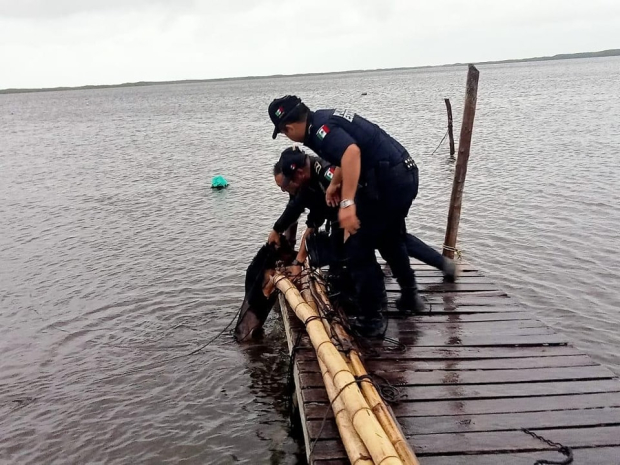 El perrito siguió su camino tras ser rescatado por los policías.