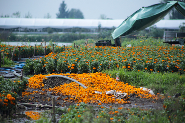 Montón de flores y pétalos de cempasúchil que recolectaron los productores.