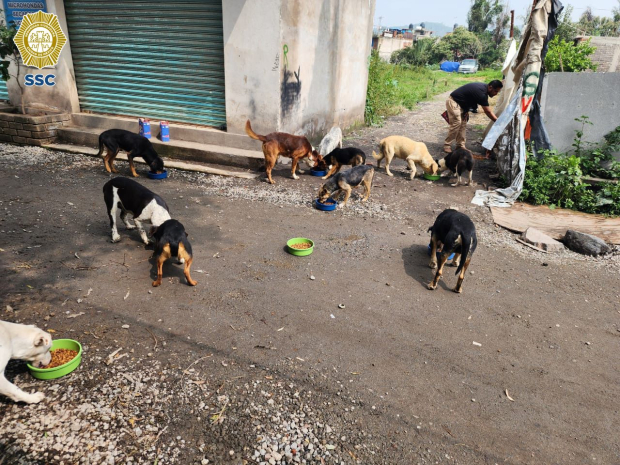 Los perritos y gatitos afectados por las lluvias en Xochimilco fueron apoyados por la SSC.